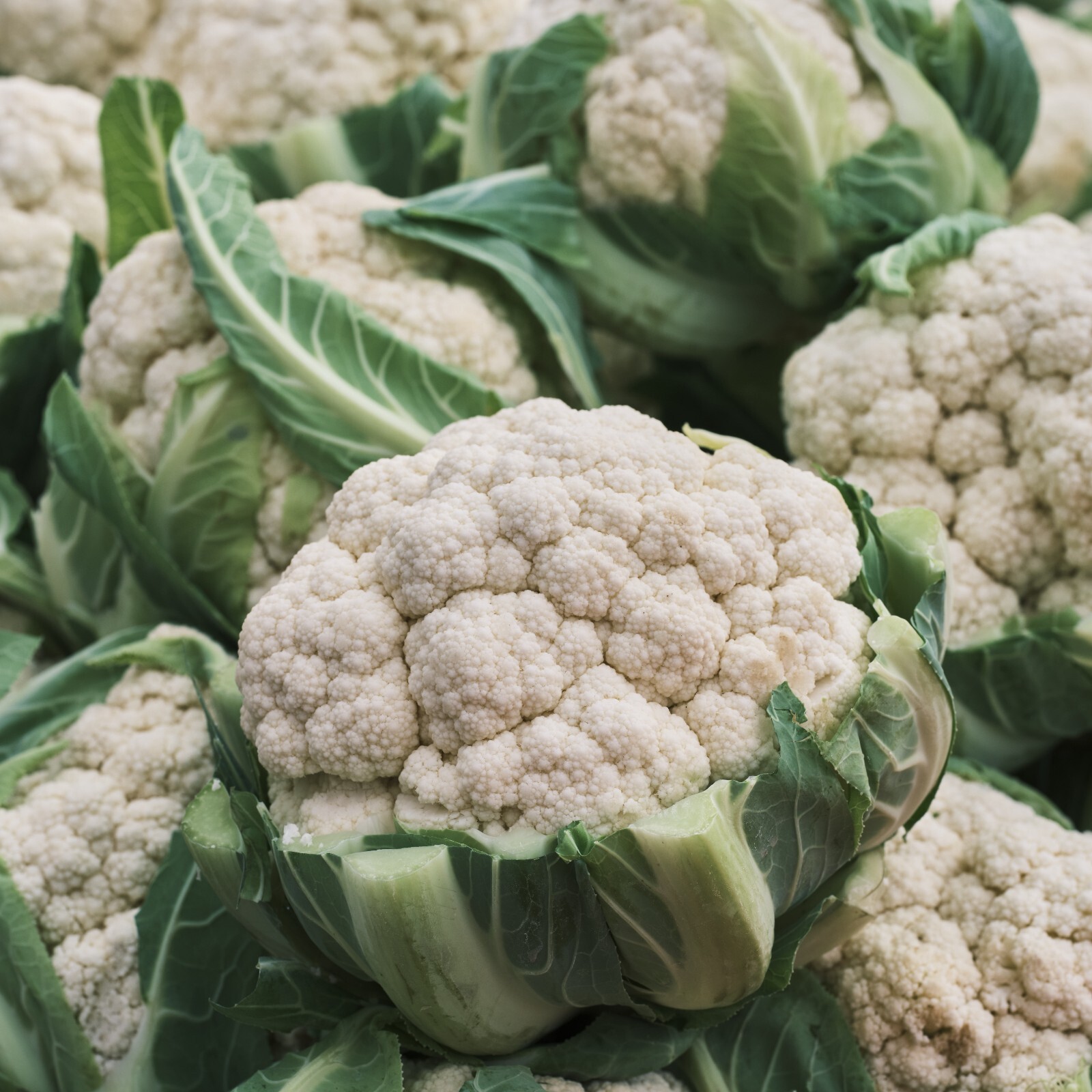 Cauliflower Seeds, Snowball Heirloom, Non-GMO, High Yield, Free Shipping