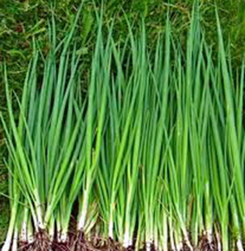 ONION, TOKYO LONG WHITE, HEIRLOOM, 100+ SEEDS, GREAT IN SALADS, NON GMO