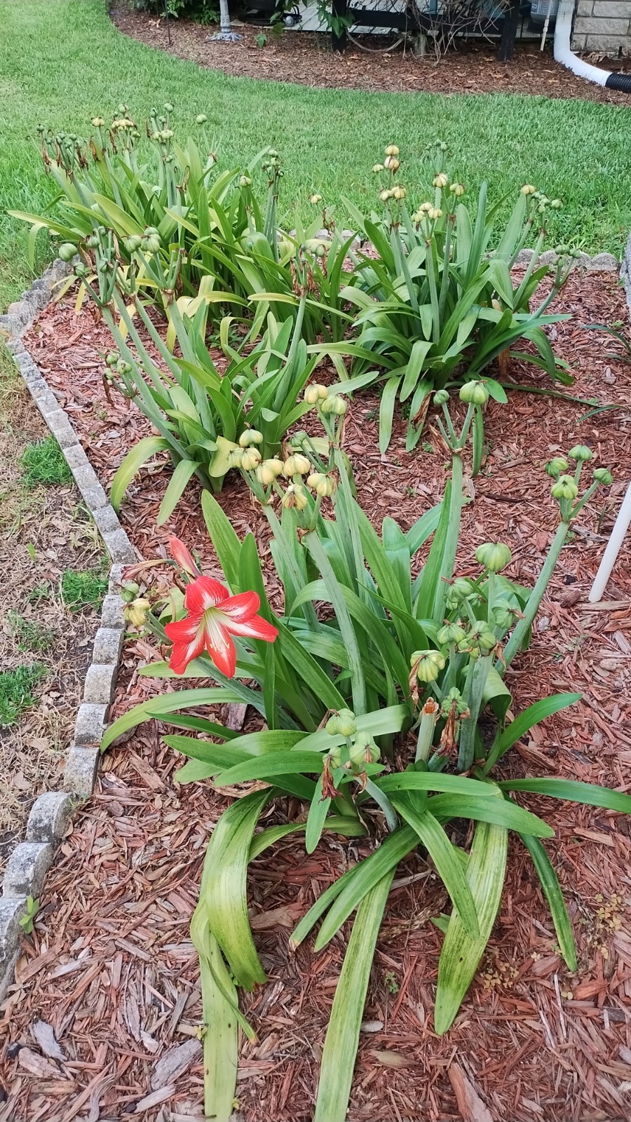 15 Organic 2026 New SEEDS: Very Beautiful Giant Amaryllis Hippeastrum Flowers