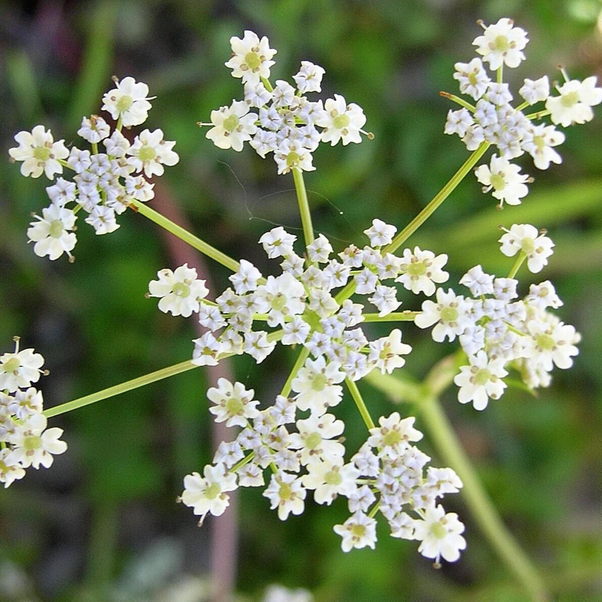 Caraway Seeds | Heirloom – Non-GMO | Free Shipping | Herb Seeds | 1172