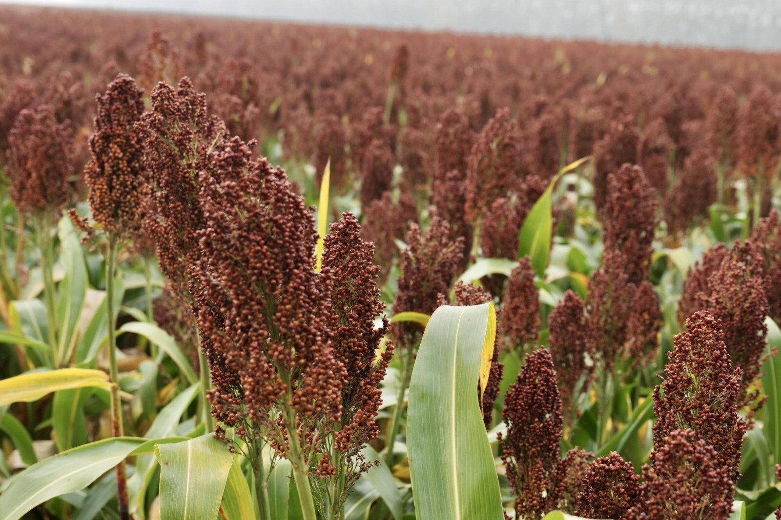 Giant Red Sorghum Seeds for Planting – 1000 seeds (Wildlife Forage)