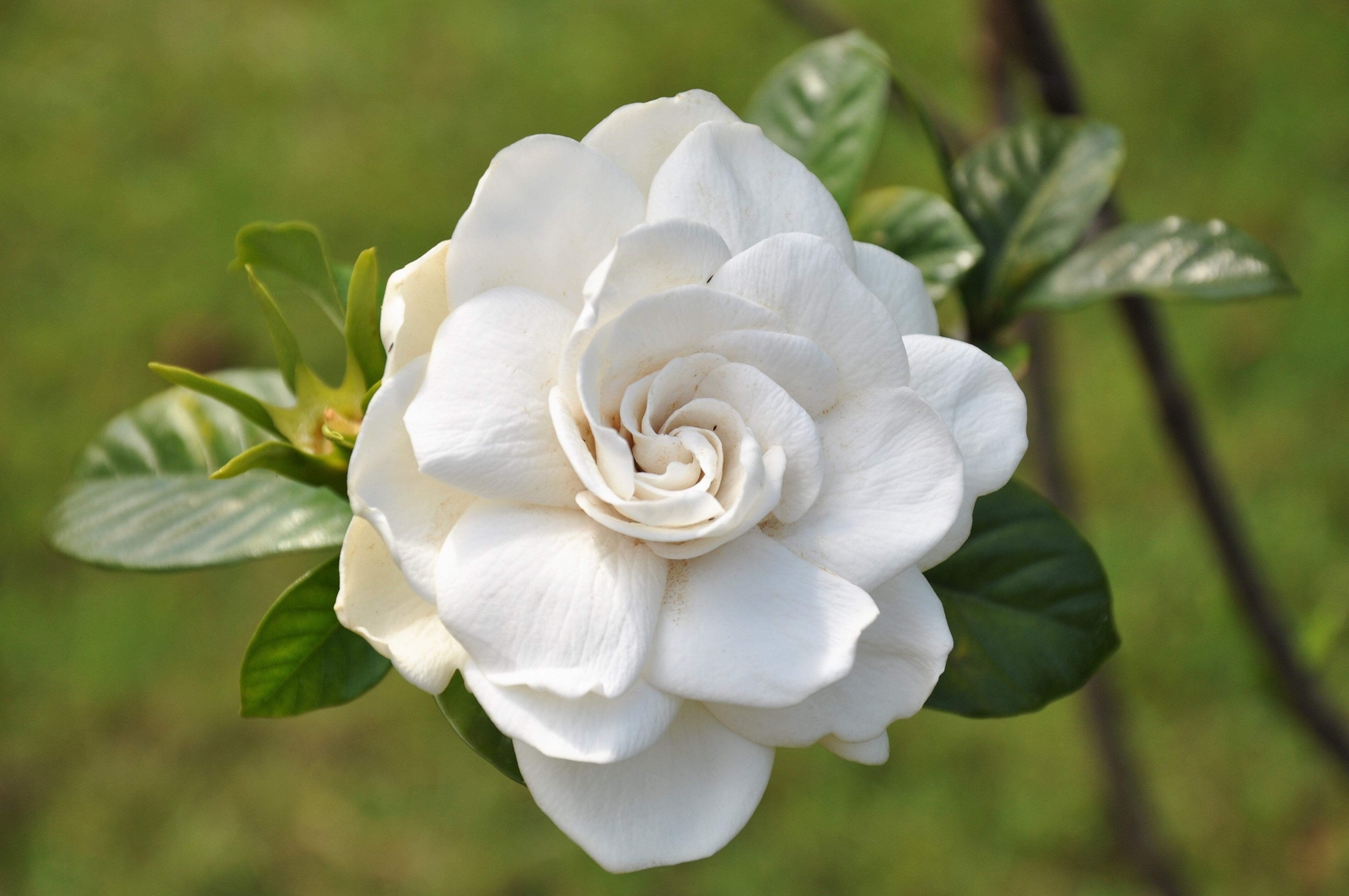 50 GARDENIA / CAPE JASMINE Jasminiodes Fragrant White Shrub Flower Seeds *FlatSH