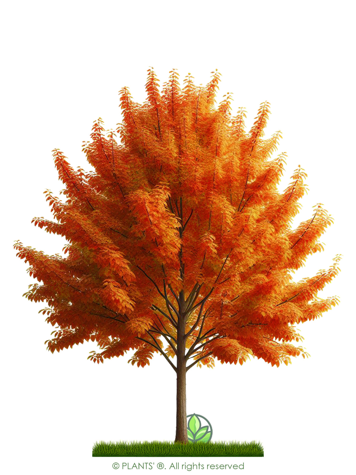 Pin Cherry Tree | Premium Seeds | Prunus pensylvanica ‘Fall’ | Plants’®