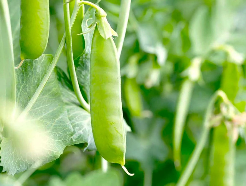 Patio Pride Snap Pea Seeds | Container Garden Small Fast Heirloom Peas Seed 2025