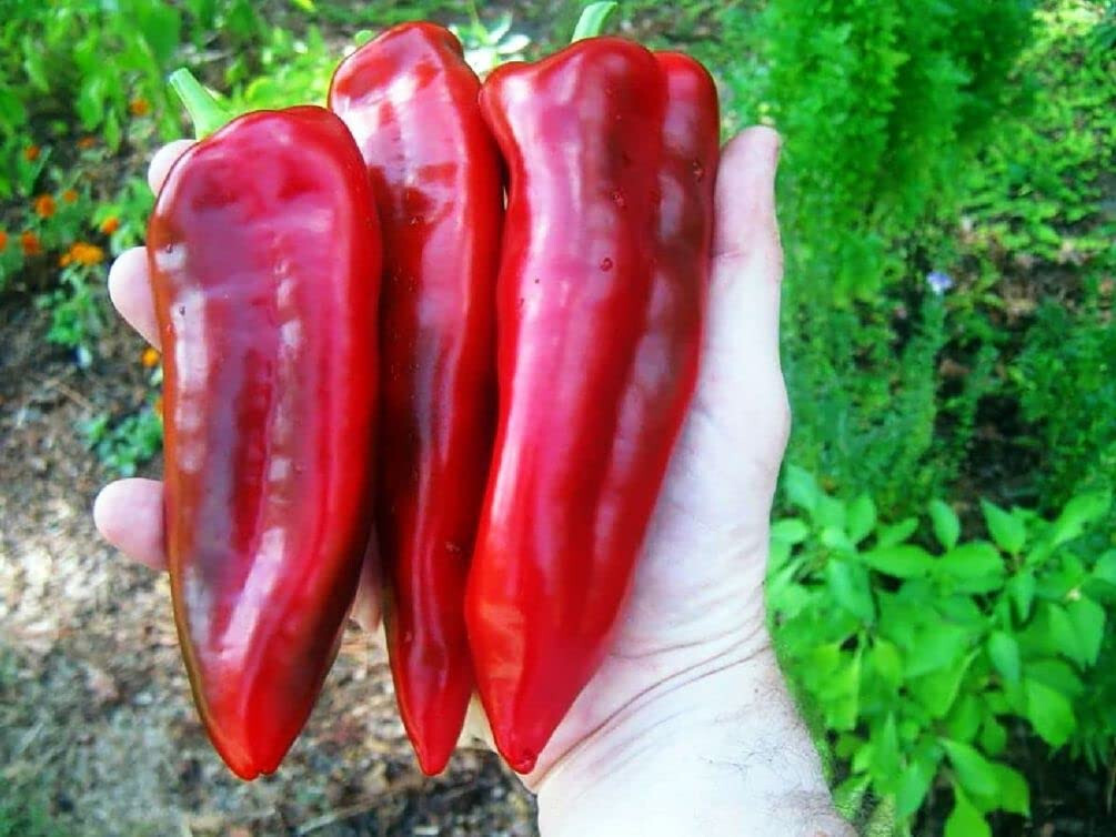 Marconi Red Sweet Pepper Seeds (20) / FLORIDA GROWN / XL / Fantastic flavor