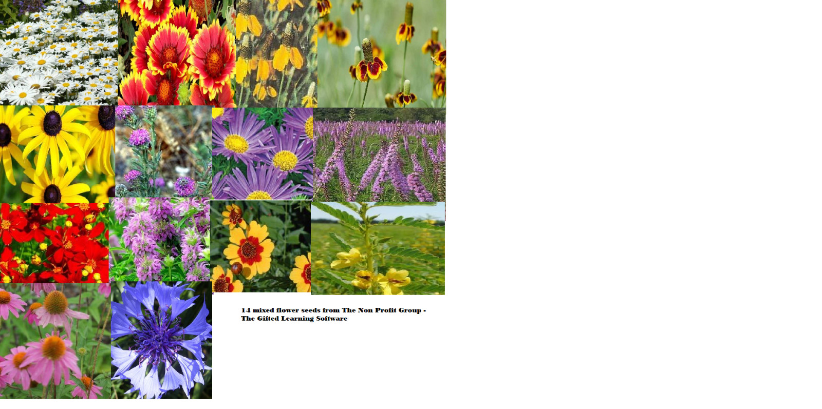 Wildflower Seed Mix – Pollinator Friendly Packet +Apx 100 Seeds FALL or Spring