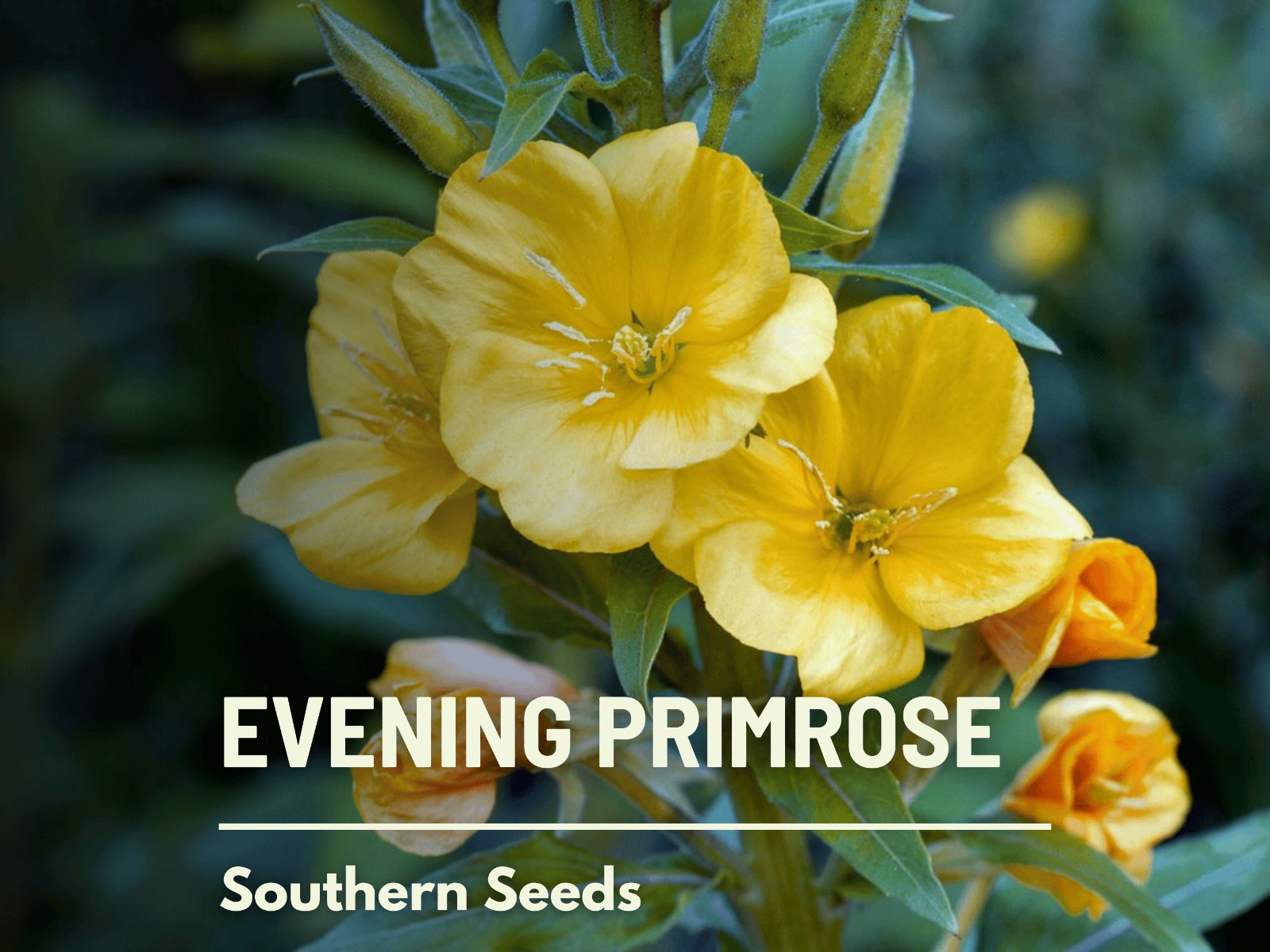 Evening Primrose seeds – Heirloom Flower (Oenothera biennis)