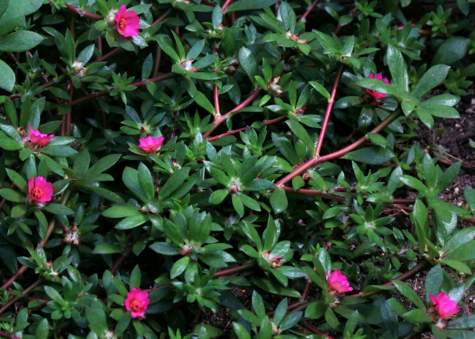 Pink moss rose paraguayan purslane ground cover – Portulaca amilis – 100+ seeds