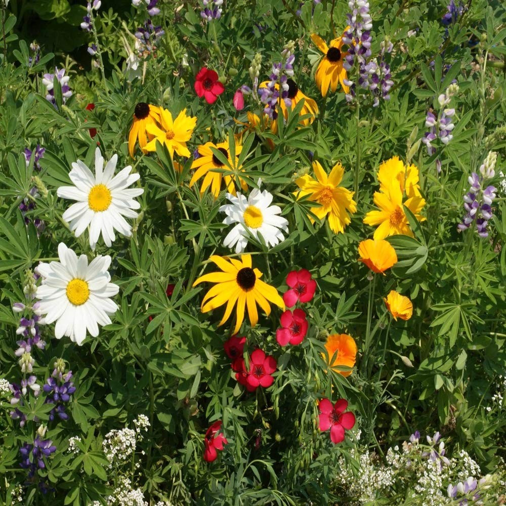 Northwest Wild Flower Seed Mix – 5 lbs Premium Blend of Annual & Perennial Wi…
