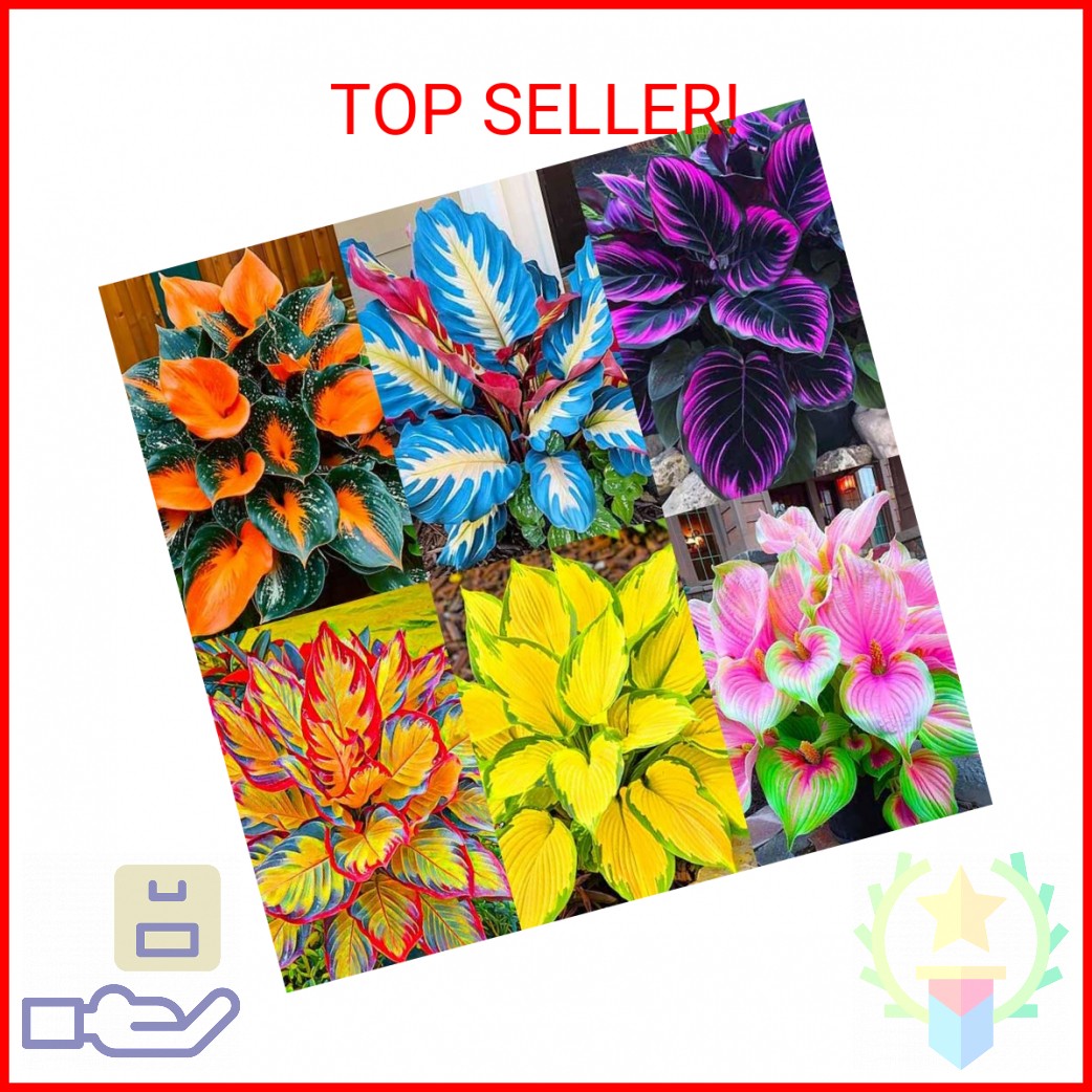 185+ Mixed Color Hosta Seeds for Planting Outdoors- Shade/Cold Tolerant Perennia