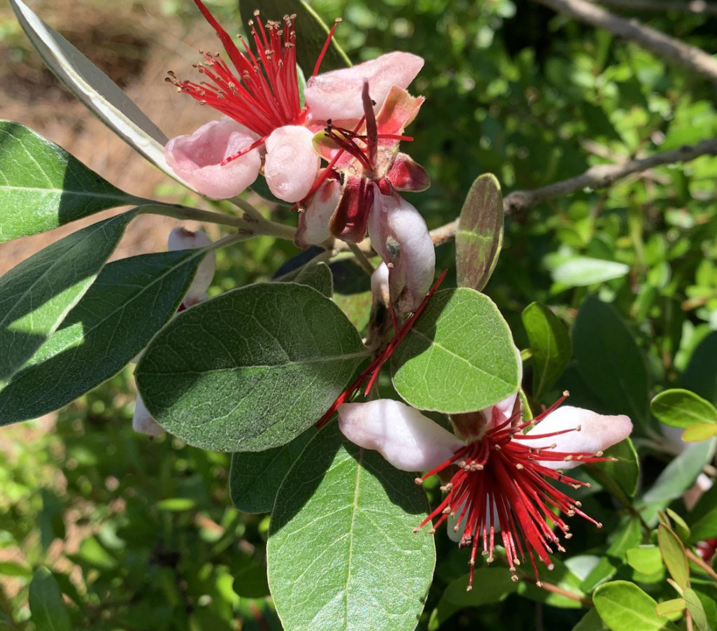 Set 2 Pineapple Guava Live Plant – 4-6″Tall – Edible Tropical Fruit & Ornamental
