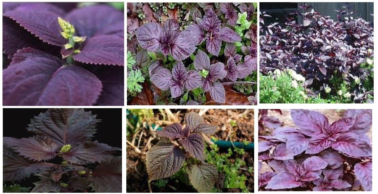 Purple Mint Perilla Plant (Beefsteak)Great Mint Over 500+ Seeds USA Home Grown