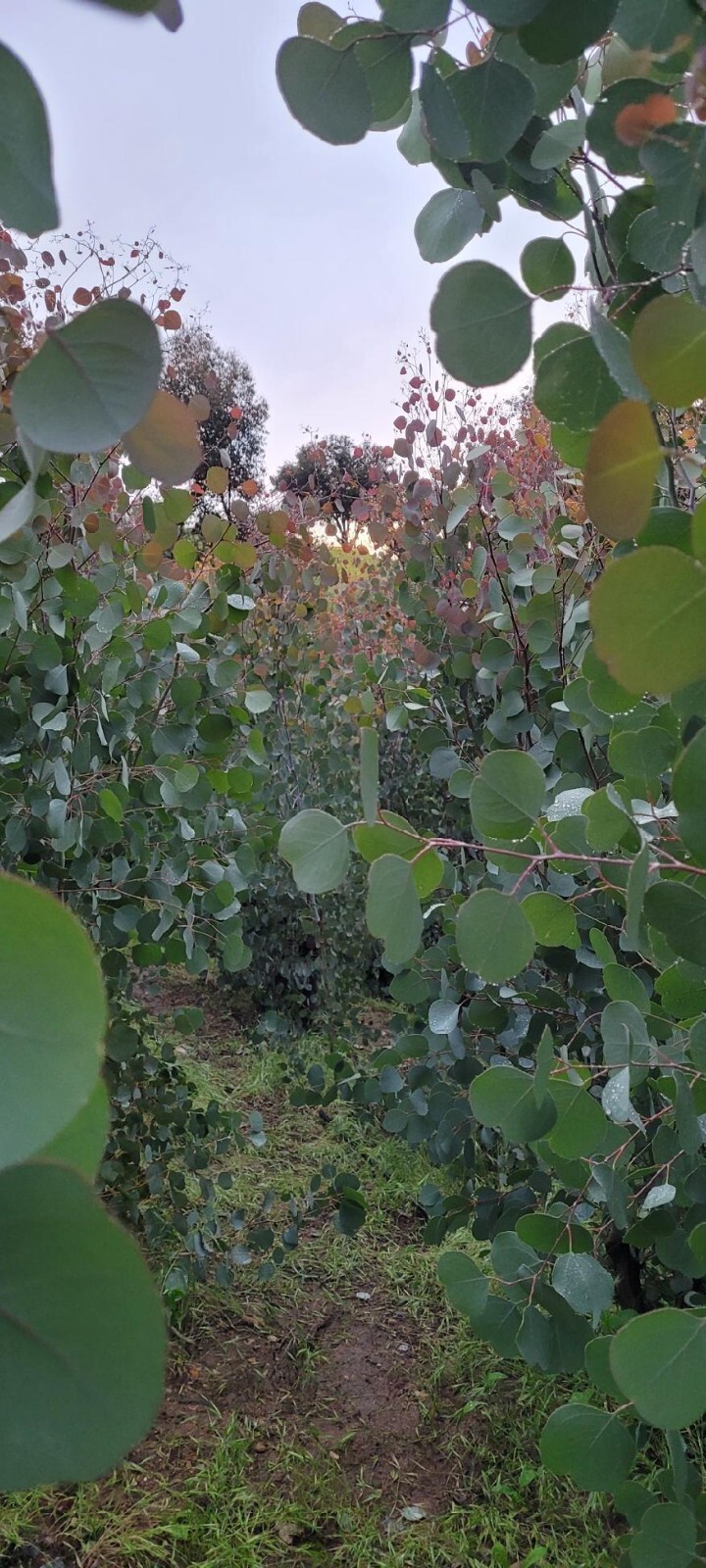 Eucalyptus Polyanthemos ‘ Red box ‘ Seeds, Fragrant Cut Foliage BULK SEED 1000pc