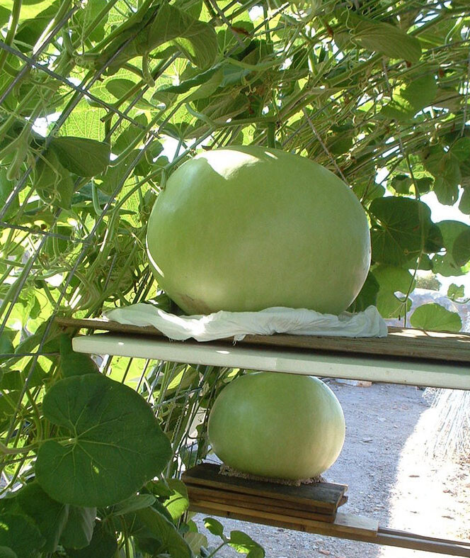 5+ Giant Bushel Gourd Seeds Fruit up to 100 lbs For Basket Arts&Crafts USA