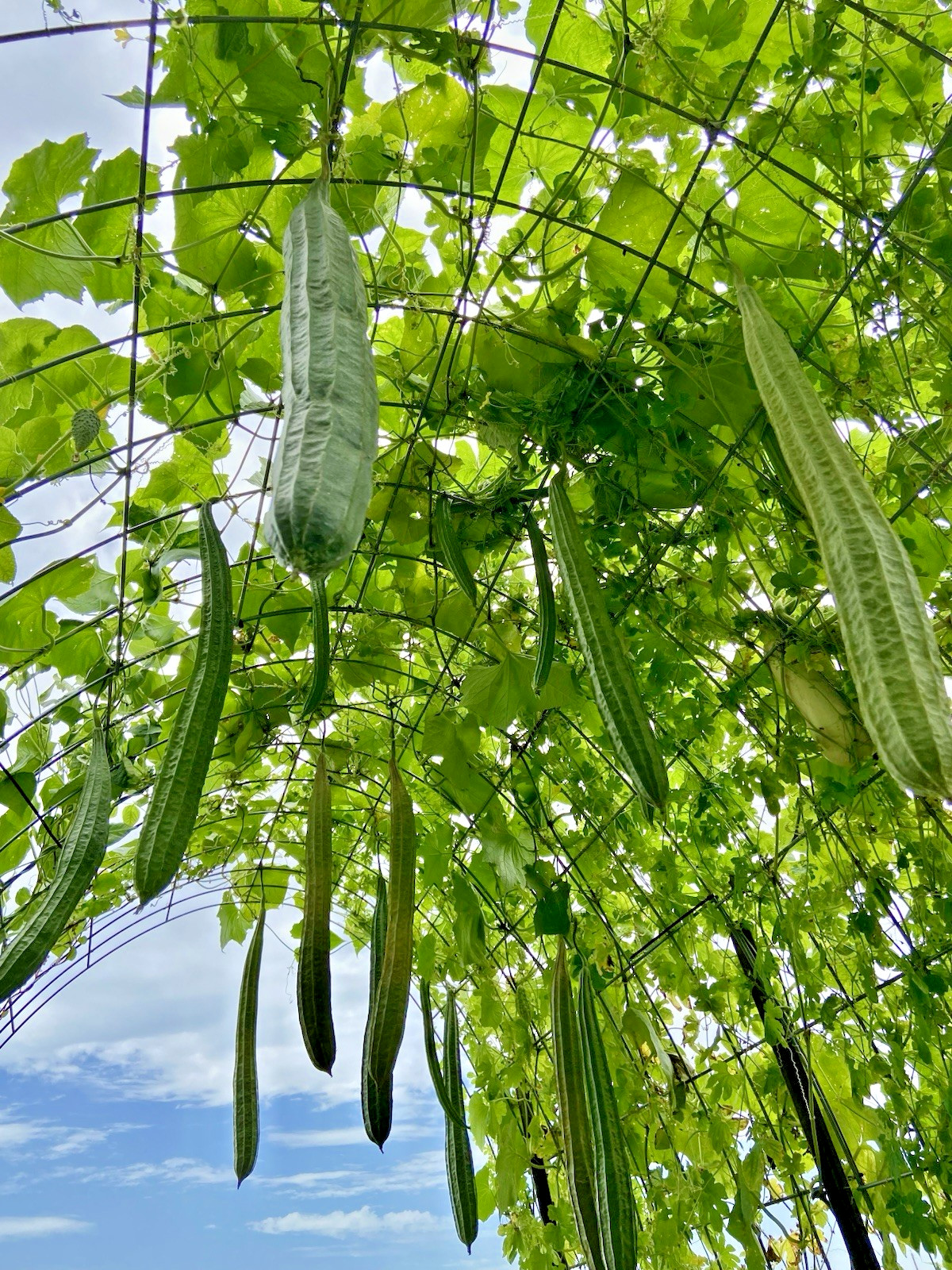 LUFFA (RIDGE GOURD) – 15 Fresh Seeds – FREE Shipping