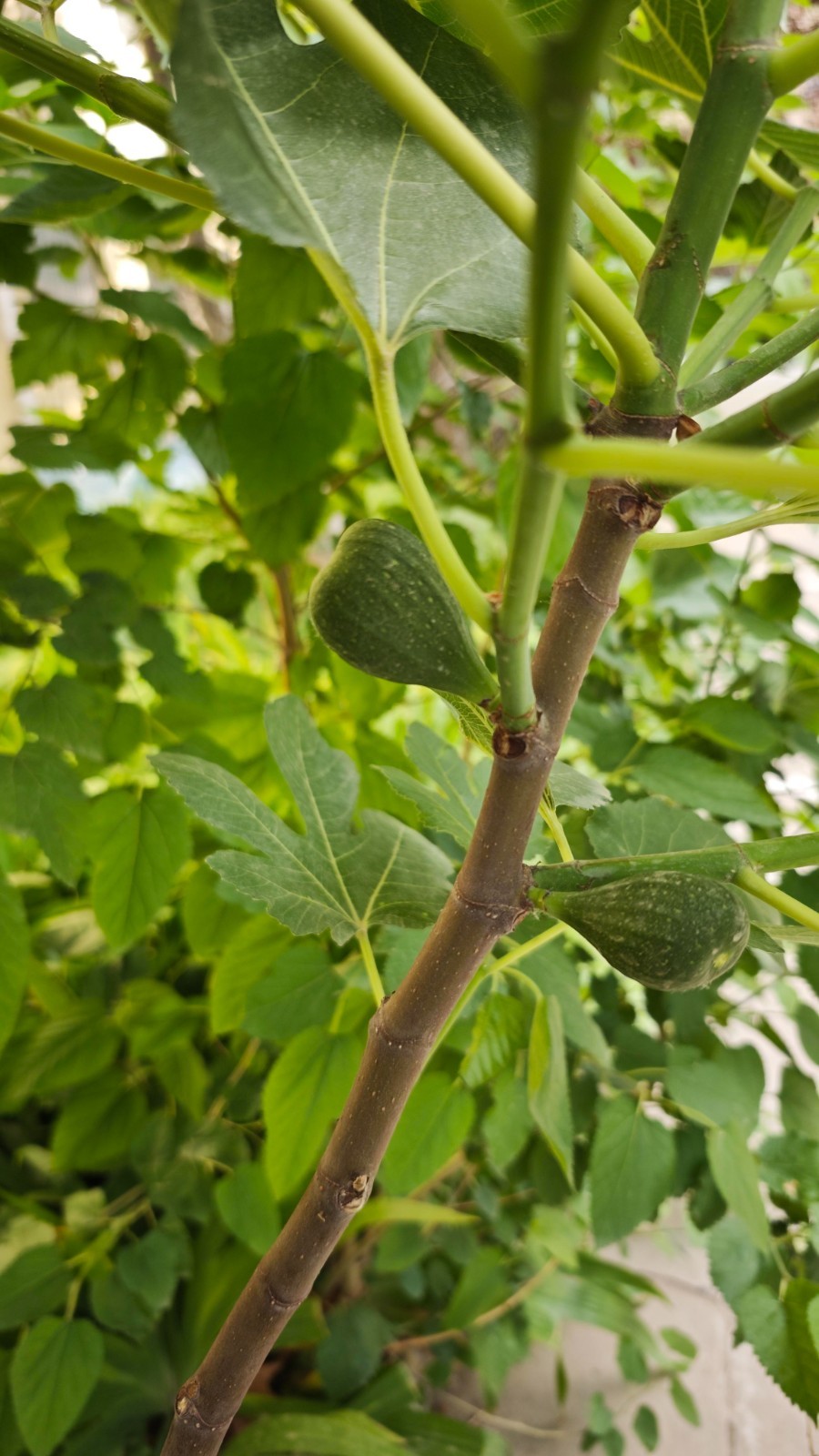 Fig Tree Seeds 300ct Ficus carica Fruit Seeds for Planting Outdoor Garden