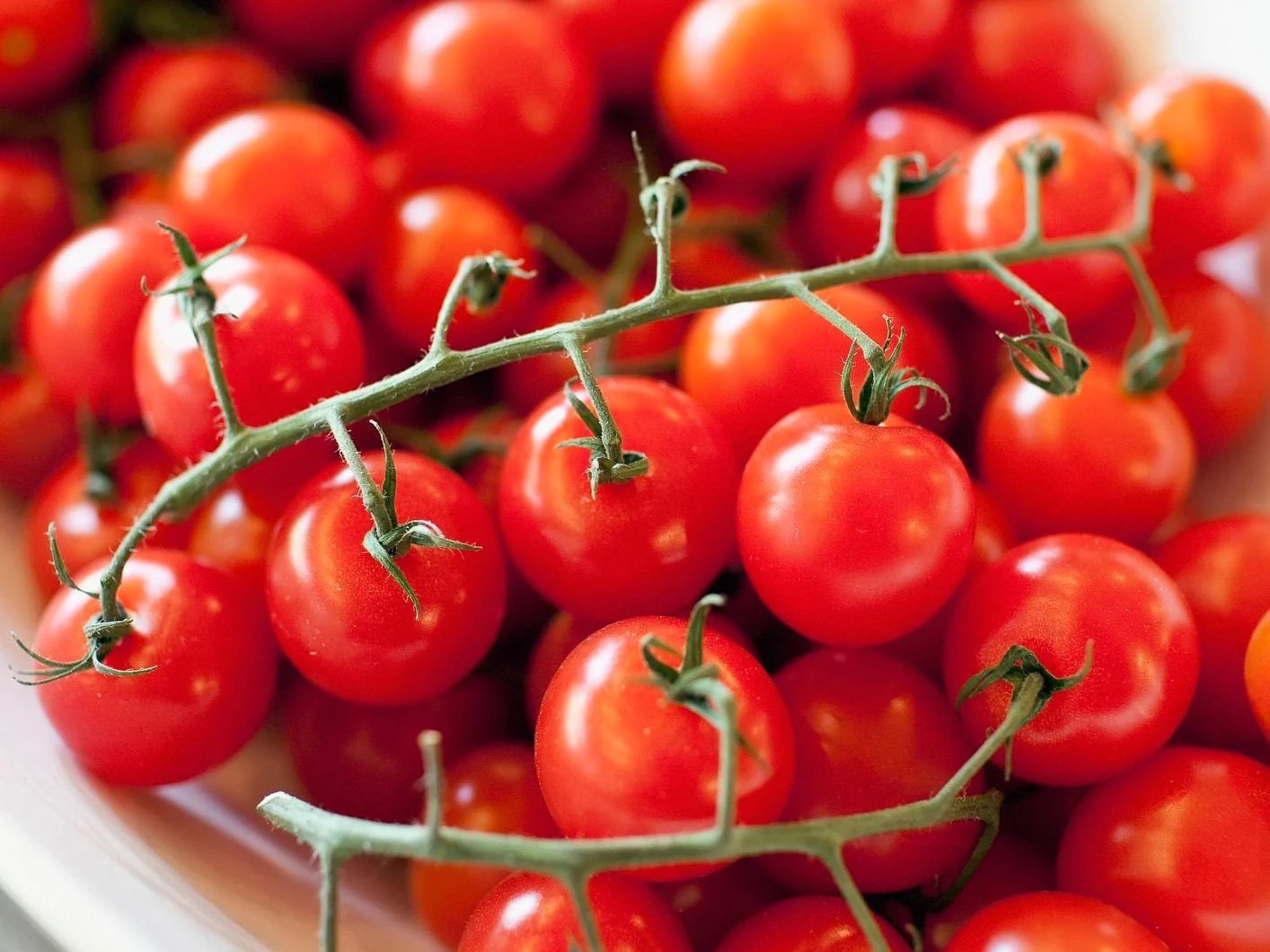 Ultimate Cherry Tomato Seed Combo Pack 500 Seeds 10 Varieties – 50 Each Variety