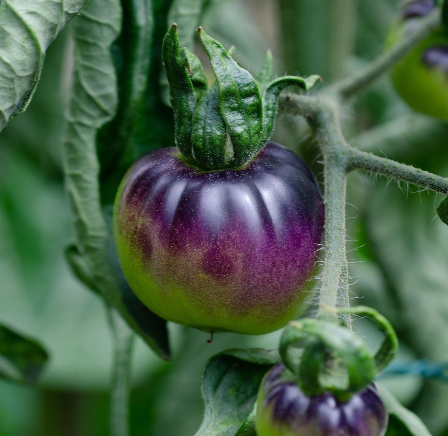 Organic Purple Tomato, Garden Heirloom, Non-GMO 20+ seeds