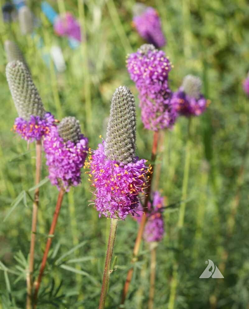 Clover PURPLE PRAIRIE Legume Honey Bees Pollinators PERENNIAL Non-GMO 2000 Seeds