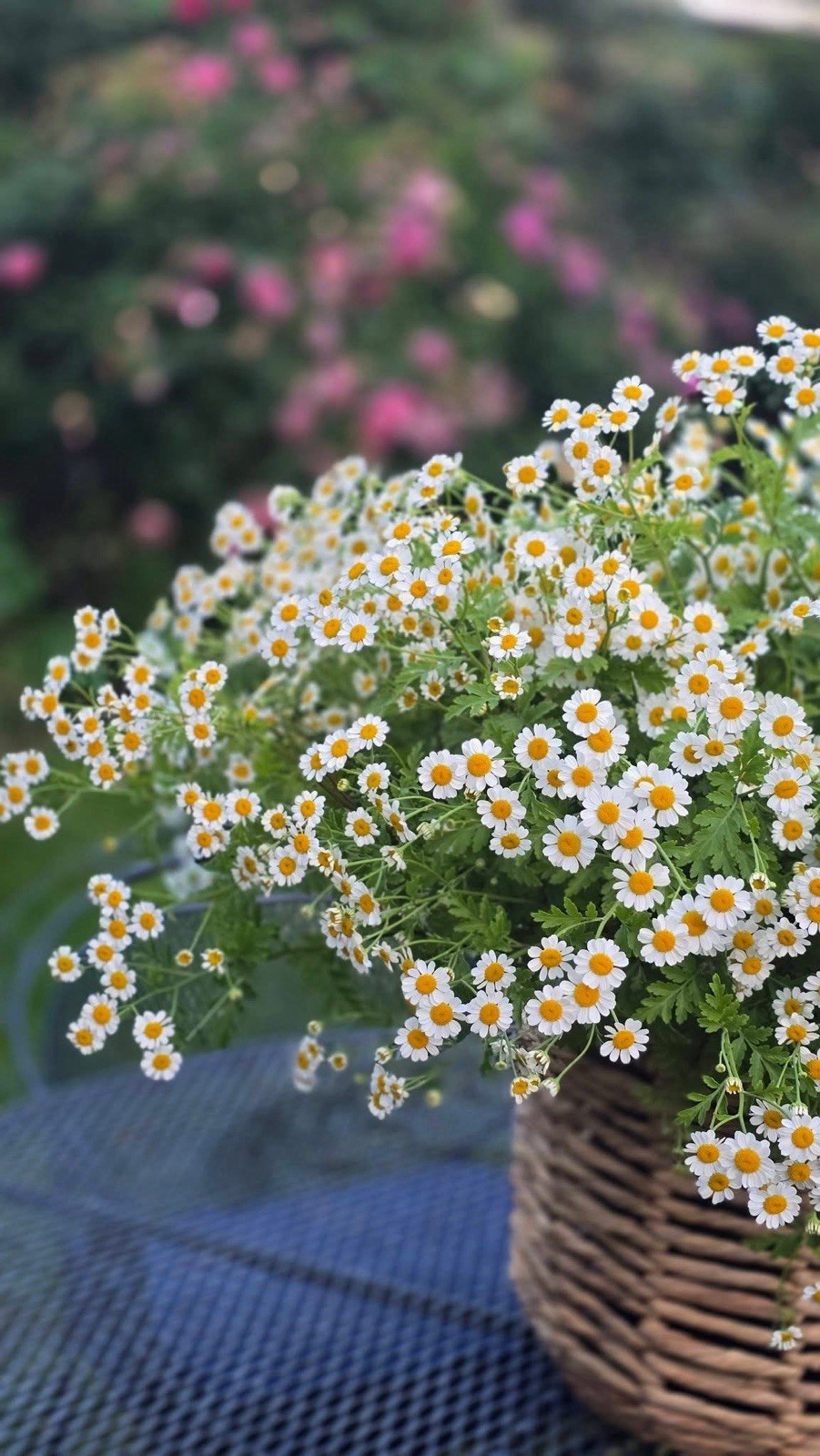 Feverfew, Tanacetum Parthenium – 200 Seeds 2024 – USA
