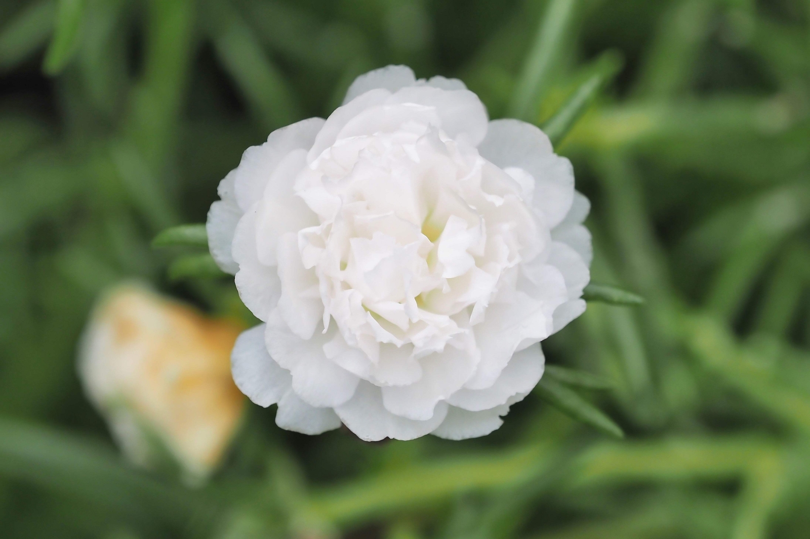 100 WHITE PORTULACA Grandiflora / MOSS ROSE Flower Seeds *Flat S/H