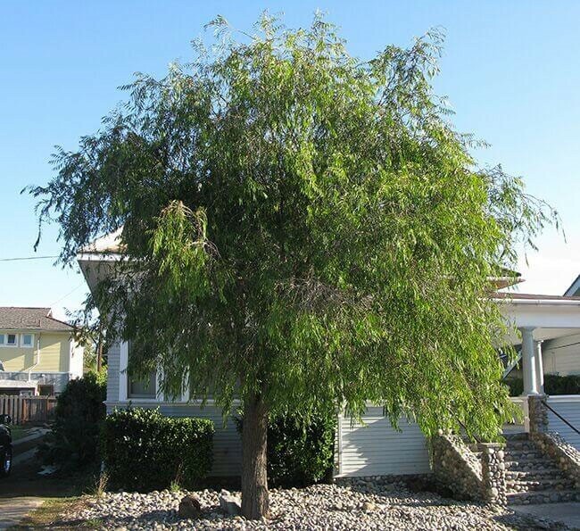 Agonis flexuosa | Australian Willow Myrtle | Peppermint Tree | 50_Seeds