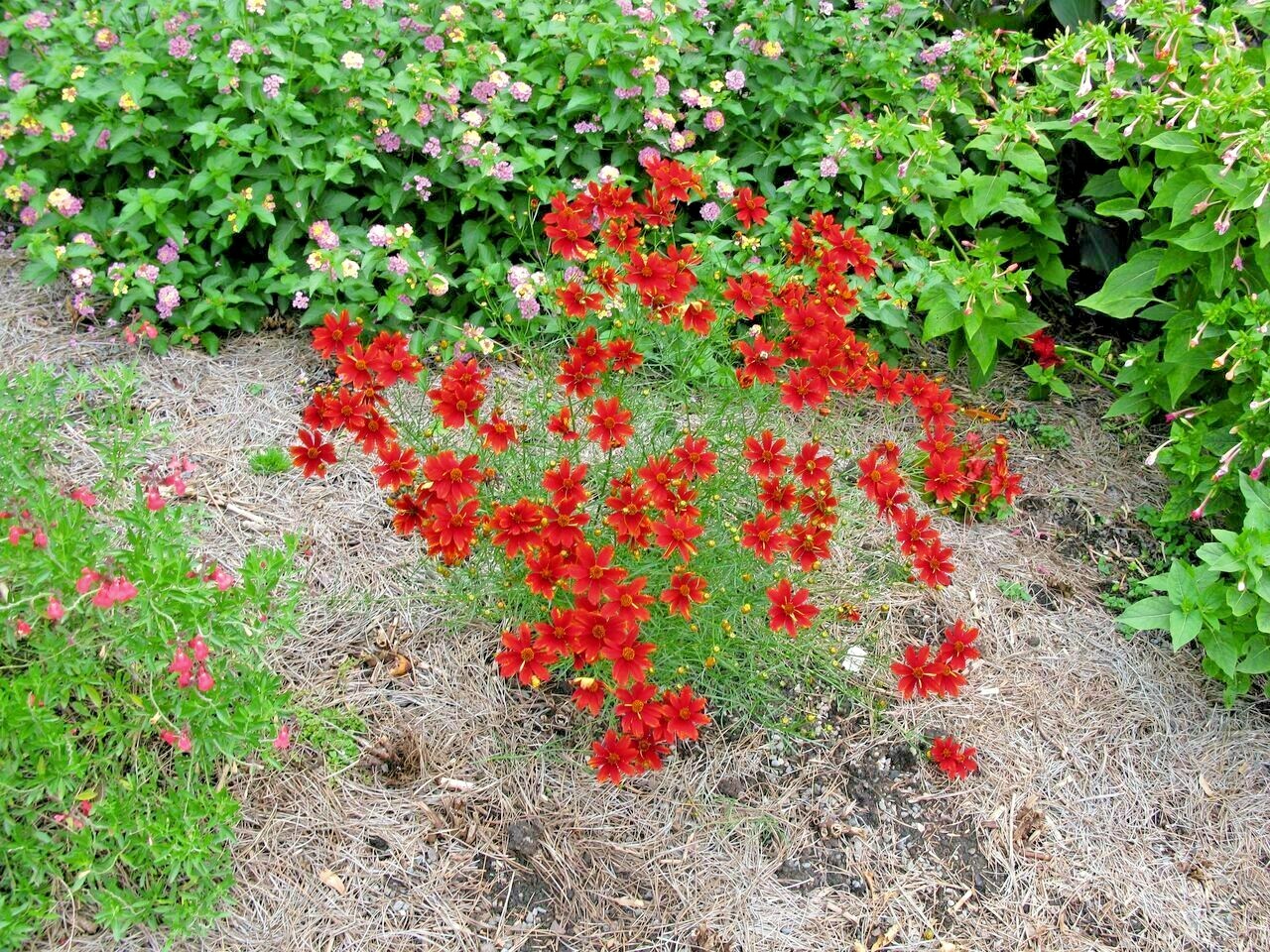 2001+Dwarf RED PLAINS COREOPSIS Seeds Native Wildflower Drought Heat Pollinators
