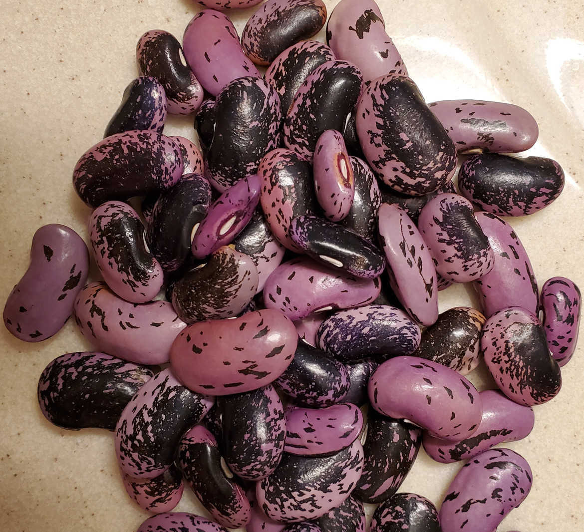Scarlet Pole Runner Bean 15-100 Seed ORGANIC EDIBLE ORNAMENTAL NO-GMO Heirlm USA