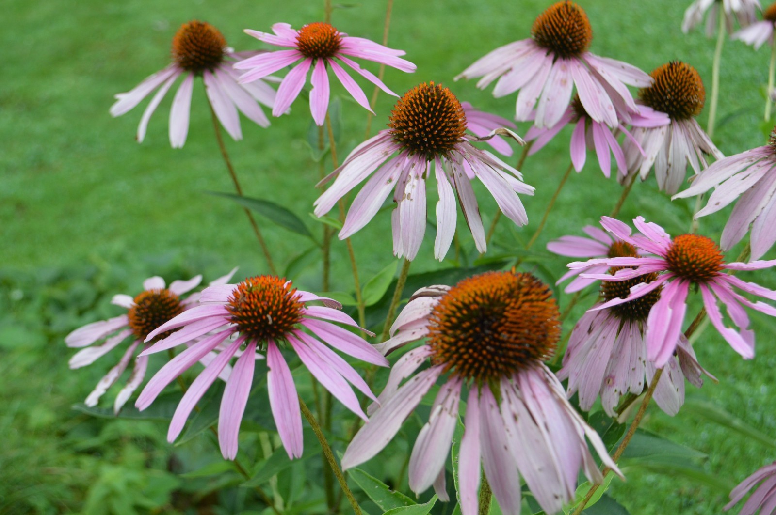 1 gram+ Echinacea Purpurea Seeds/Purple Coneflower/Native Eastern US/Host Plant