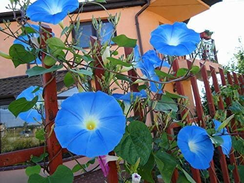Vine Seeds for Planting – Grow Amazing Vines for Landscaping, Wall or Fence Vine