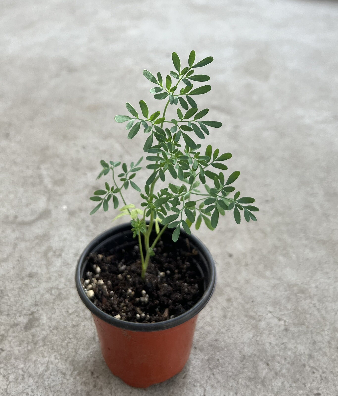 Common Rue Plant With Pot Ruda Ruta Graveolens Live Plant Ready To Plant