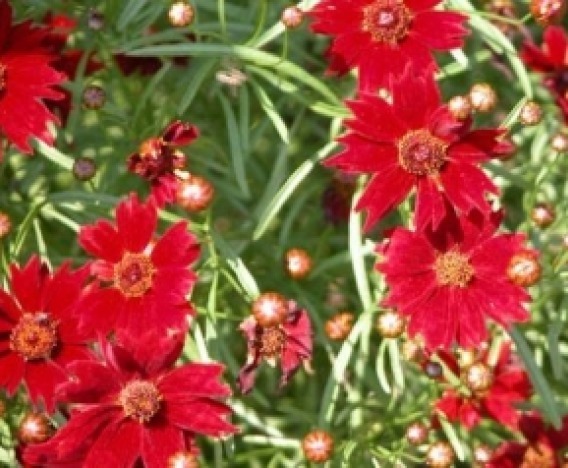 PLAINS COREOPSIS TALL RED FLOWER 100 FRESH SEEDS FREE USA SHIPPING