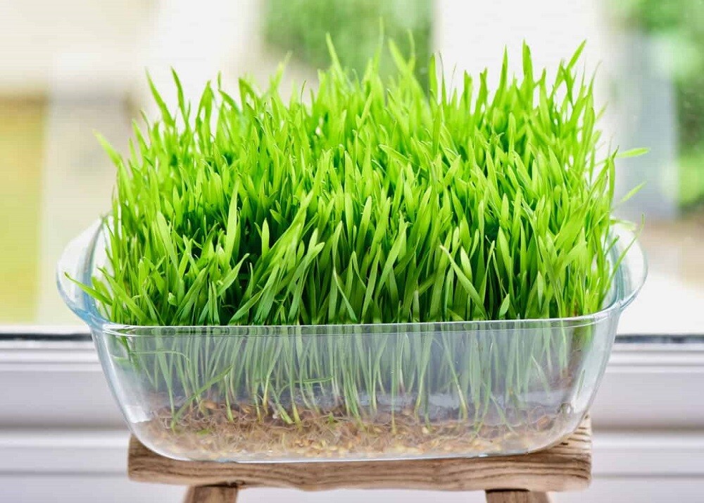 Cat Grass Mix 4 oz
