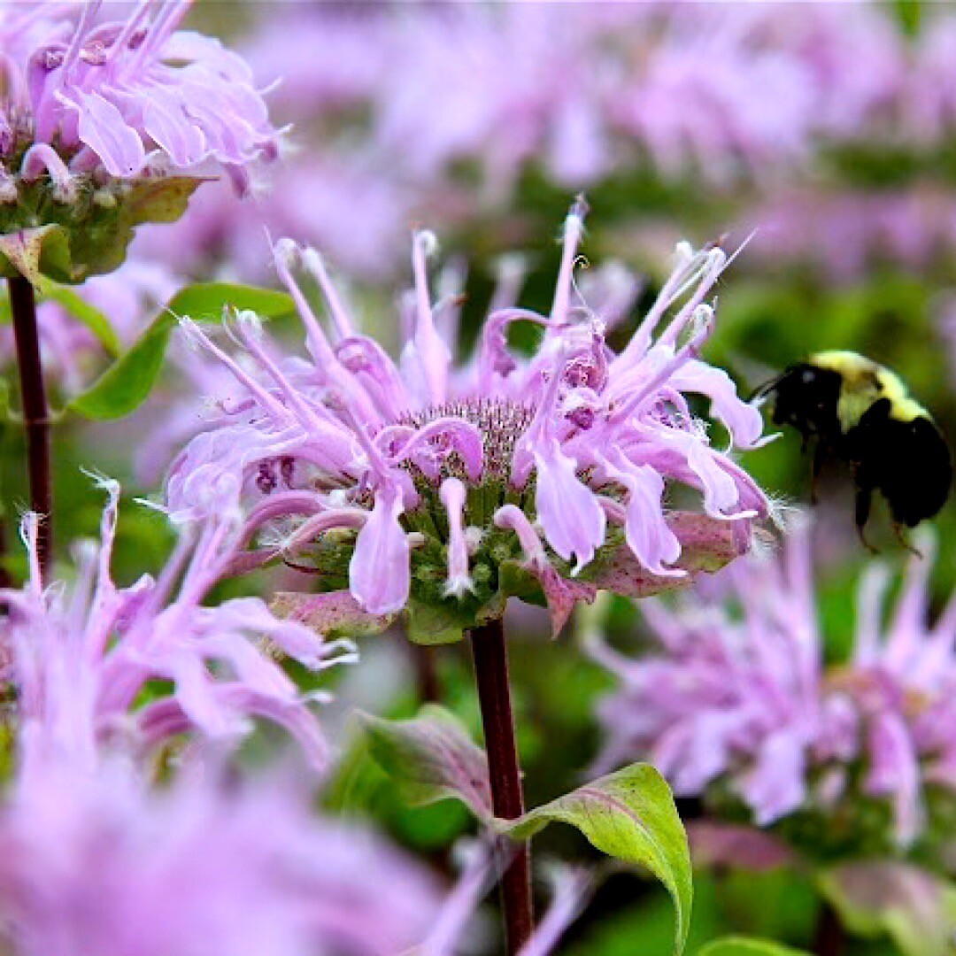 1000+ Wild Bergamot Seeds, Monarda, Bee Balm, Attracts Butterflies & Bees , USA