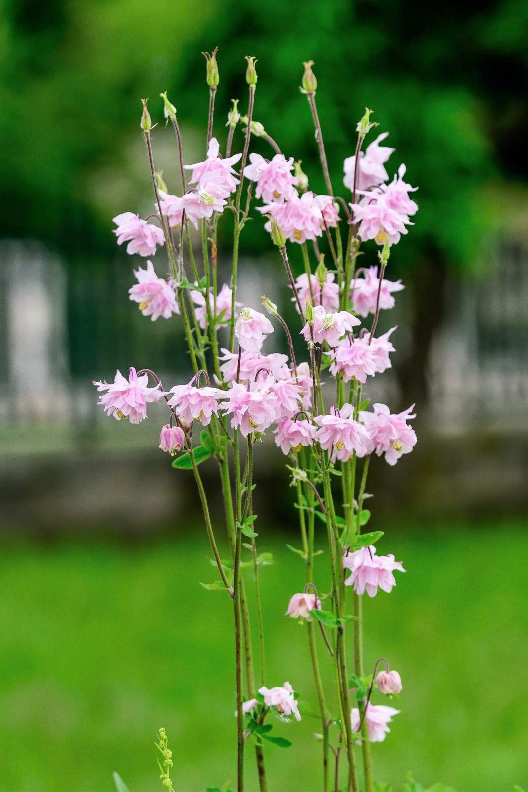 100 Mixed TALL DOUBLE COLUMBINE Aquilegia Vulgaris Red Pink Purple Flower Seeds