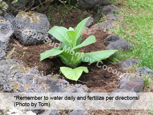 Heirloom Tobacco Seeds 100+ Seed Pack Best Germination Easy Grow: U.S.A. Grown