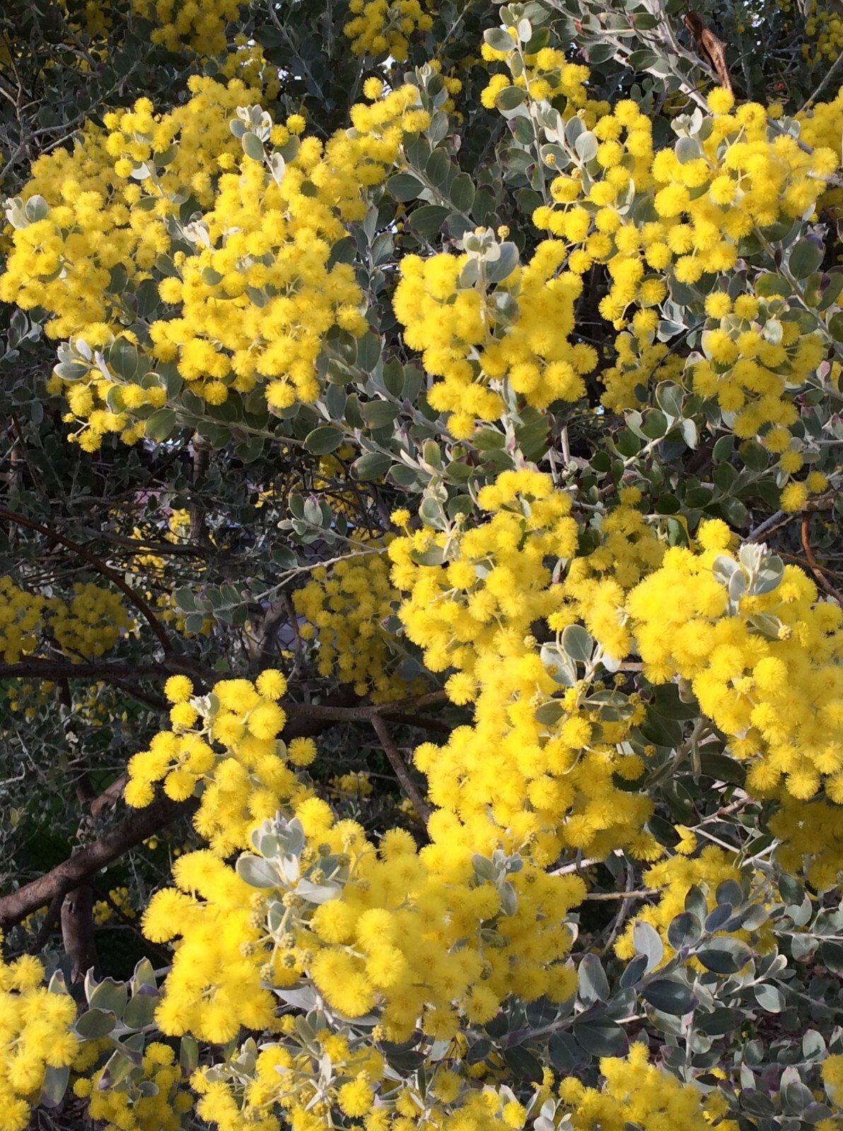 Popular Wattles (Discount)- Various species