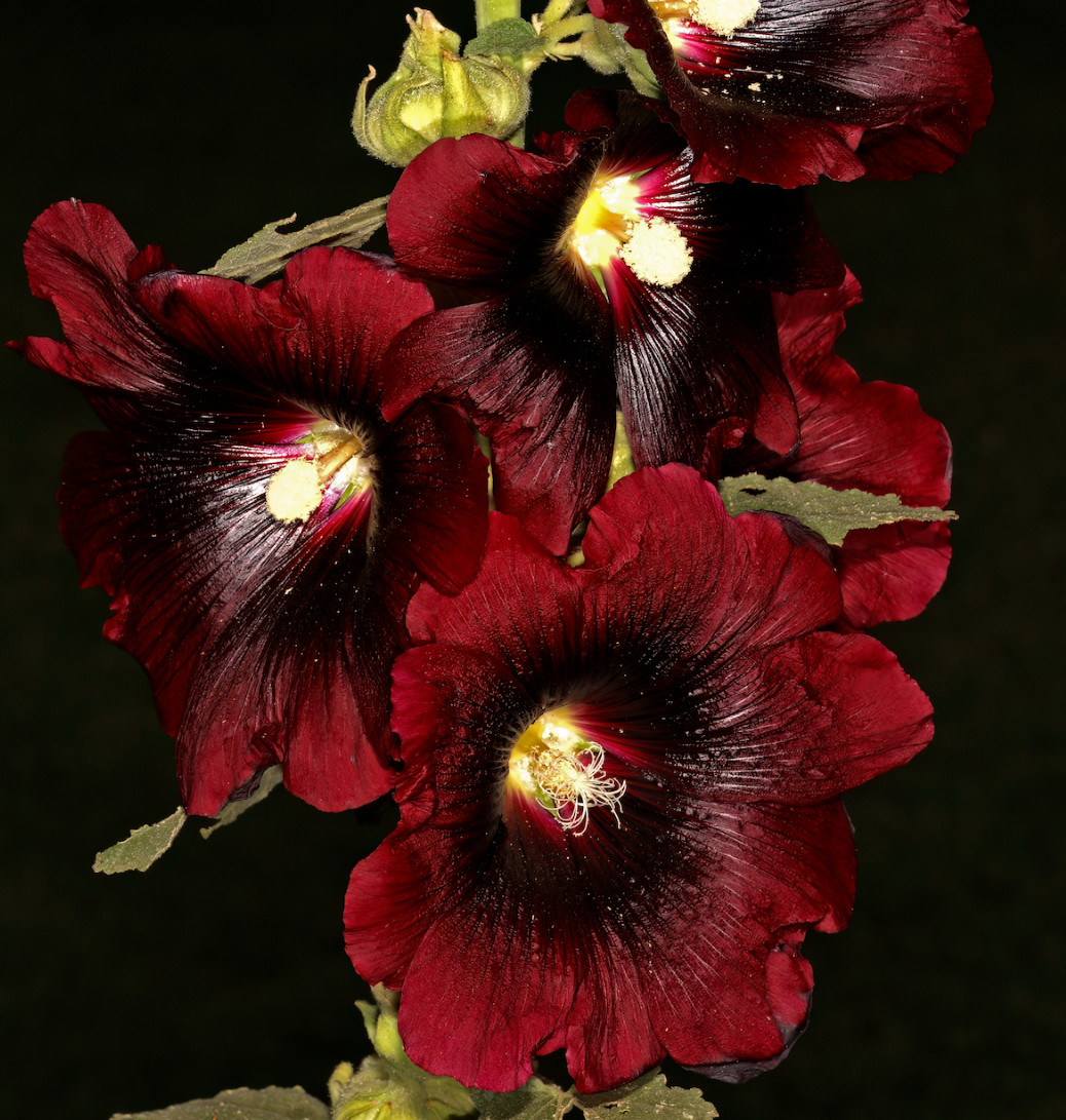 BLACK HOLLYHOCK Seeds *FREE Shipping!* Alcea rosea Nigra Hollyhock Flower Seeds