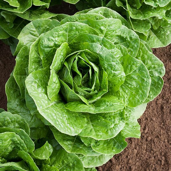 800+ ROMAINE PARRIS ISLAND LETTUCE SEEDS FRESH HARVEST FOR 2024 GARDENS