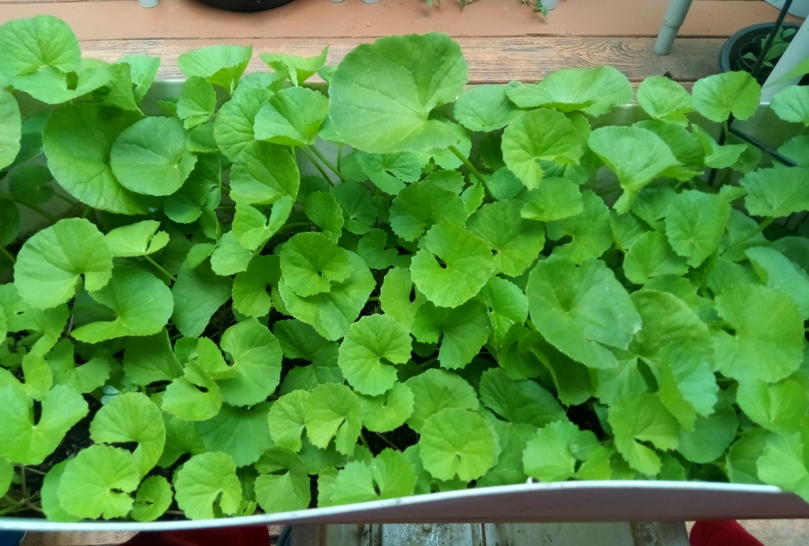 100+ Indian Pennywort (Centella Asiatica/Gotu Kola/Rau Ma )Seeds.US grown seeds.