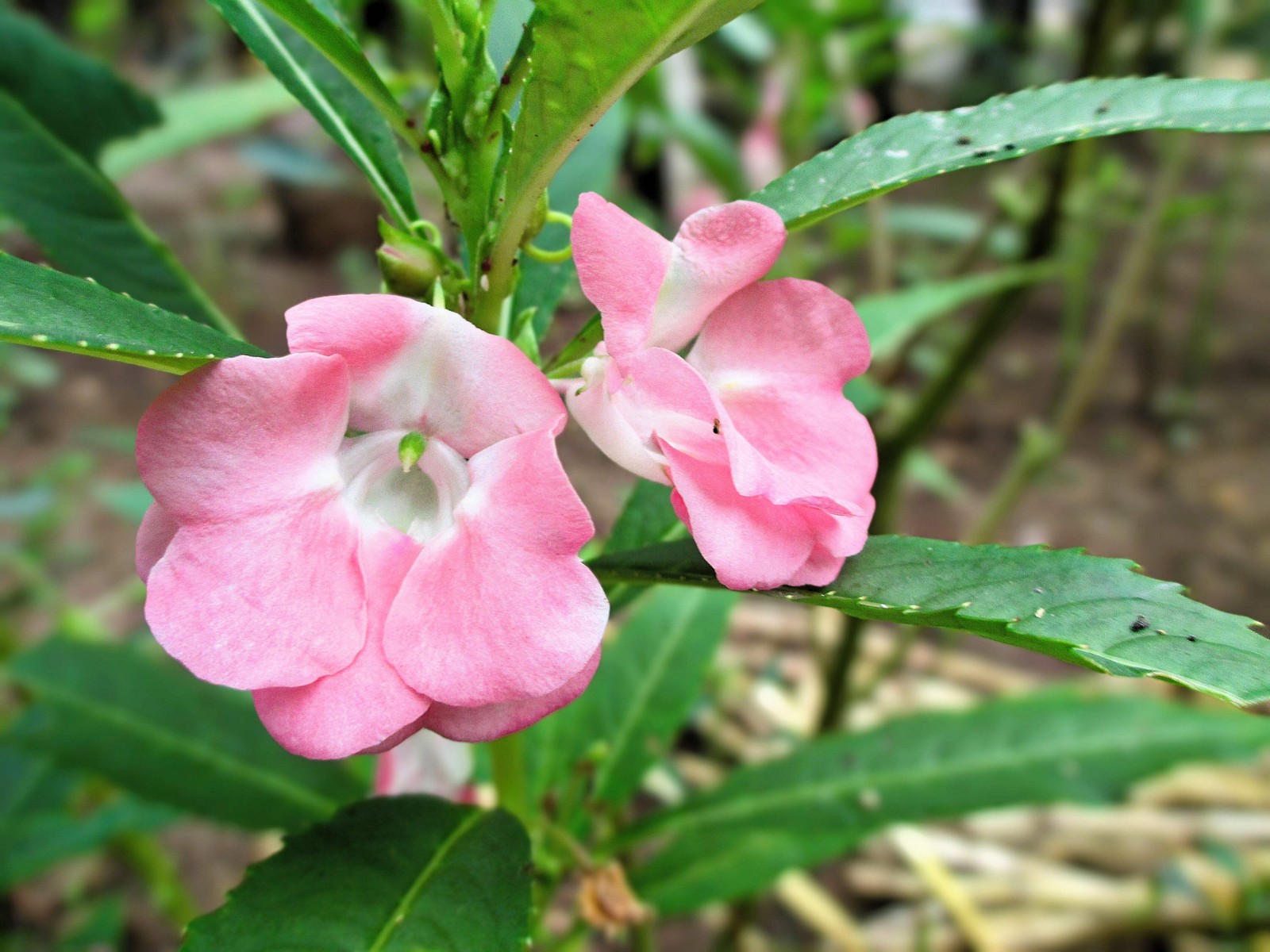 100 IMPATIENS Balsamina (Balsam / Lady Slipper / Touch Me Not) Flower Seeds