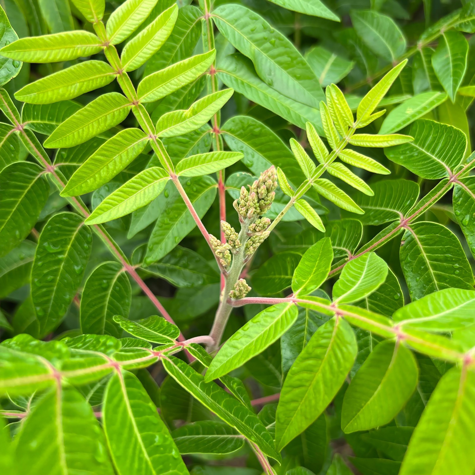 1500 Winged Sumac Tree Seeds (Rhus copallinum) Flameleaf Sumac – Zones 4-9 USA