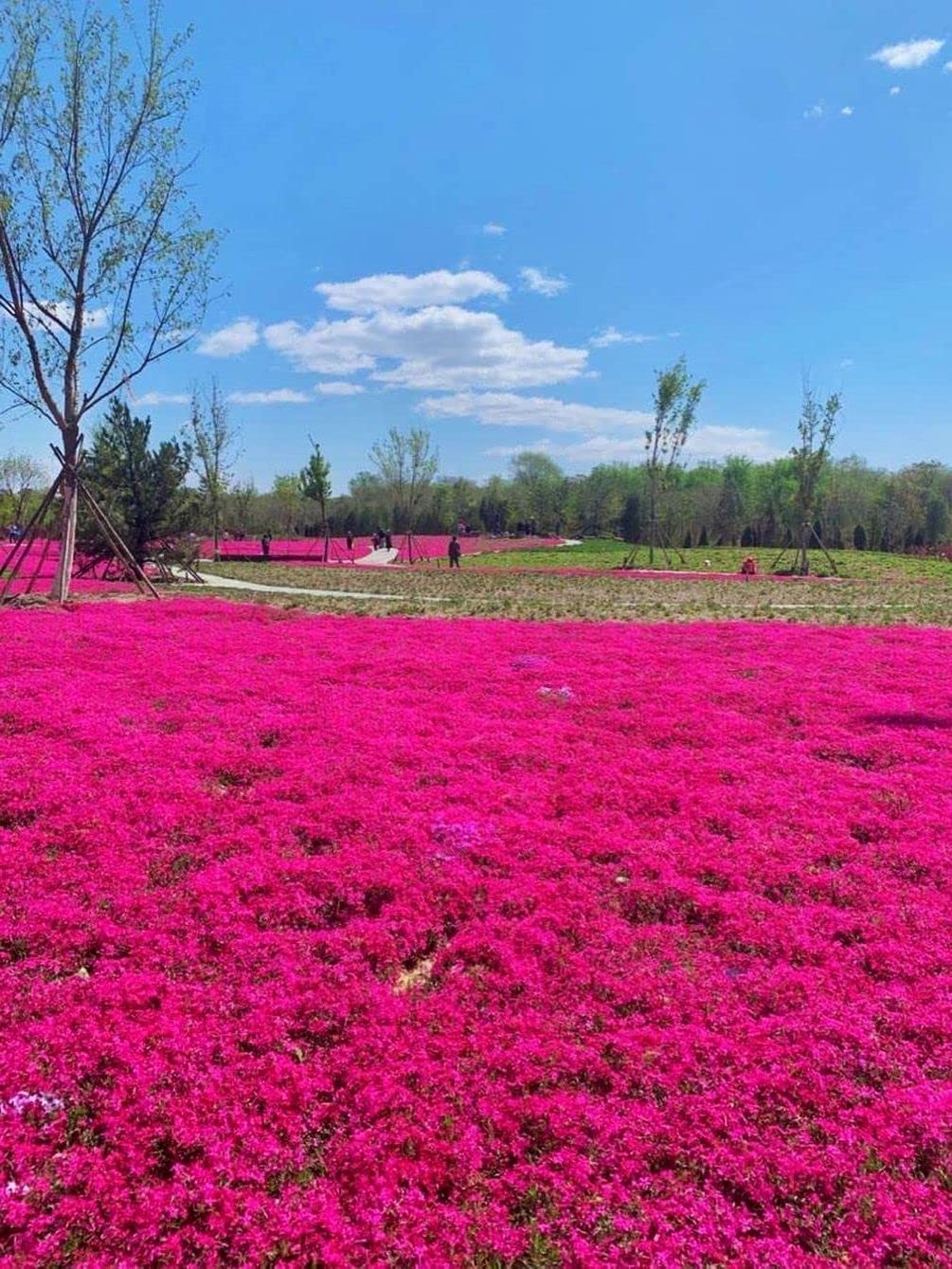 Thyme Seeds 2000 Mix Red Creeping Seeds for Planting- Wooly Thymus Dwarf-Elfi…