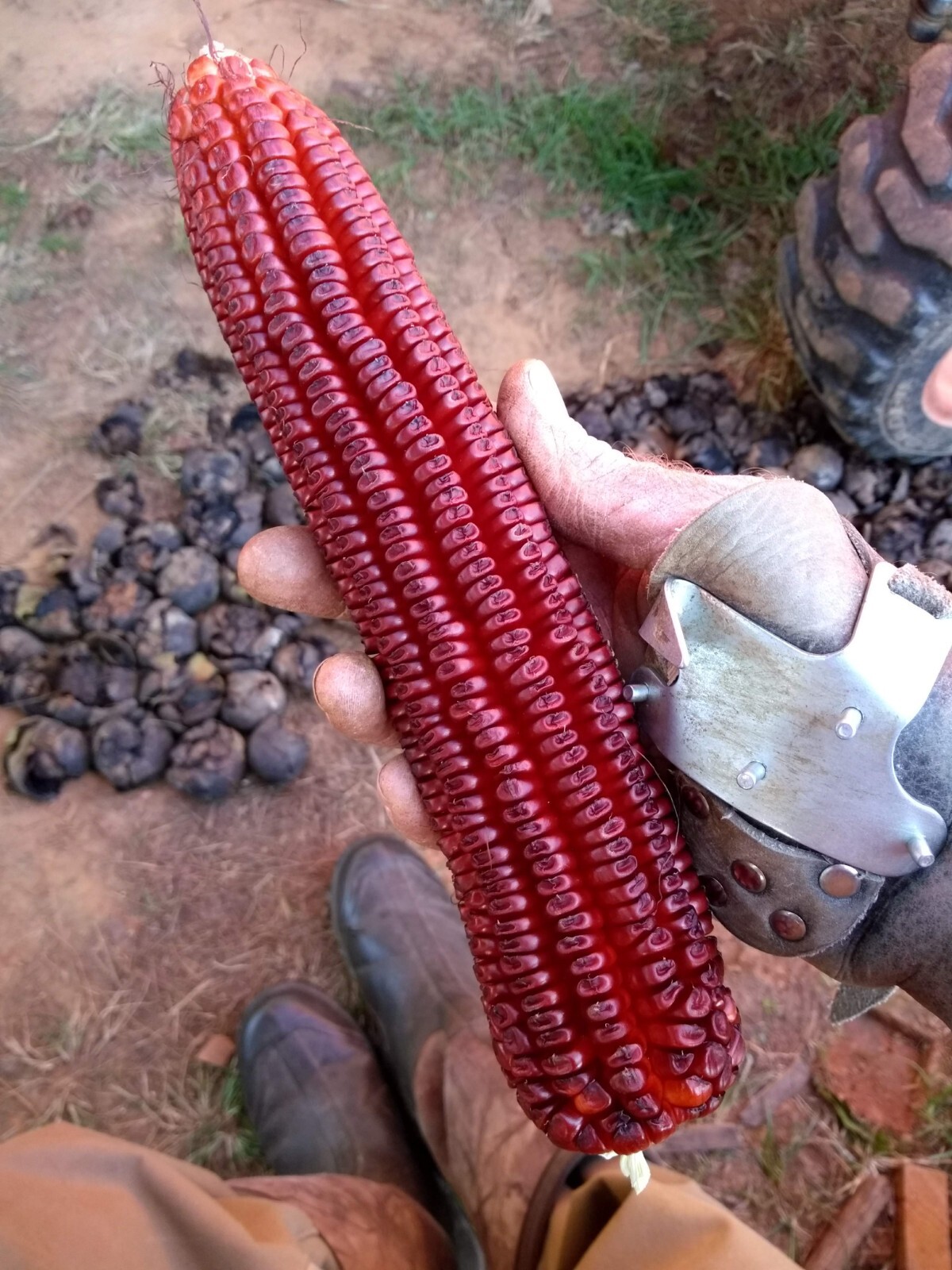 Jimmy Red Corn – Heirloom Dent Corn Seed or For Milling – 1/2 pound Avg 700 Seed