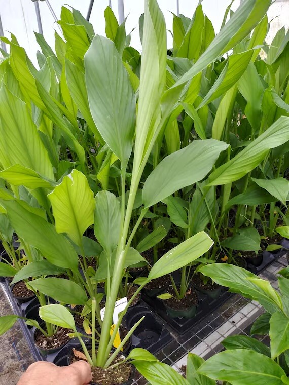 8 live Turmeric (Curcuma Longa) roots to plant or eat, USA seller