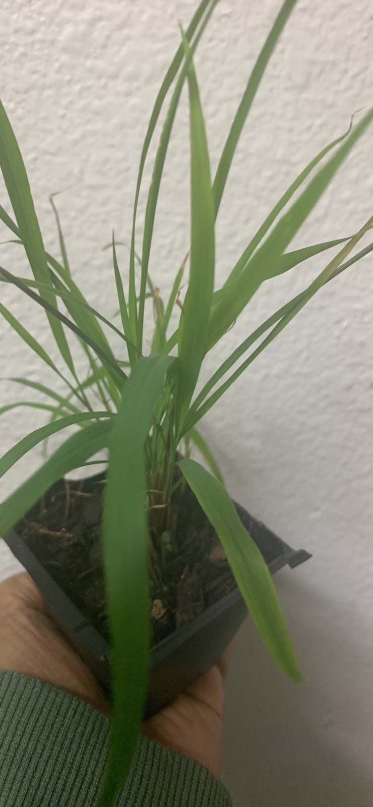 1. Live ORGANIC Lemongrass Stalks Plugs Cymbopogon Sereh Plant Lemon Grass Herb
