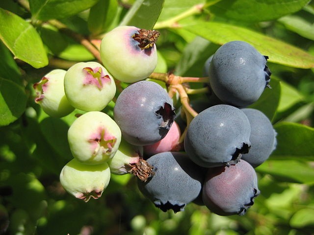 Vaccinium myrtillus | Bilberry | 20 Seeds