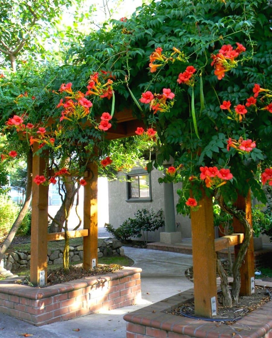 Rare Dark Red Hummingbird Trumpet Vine! Hardy! 20 Seeds!