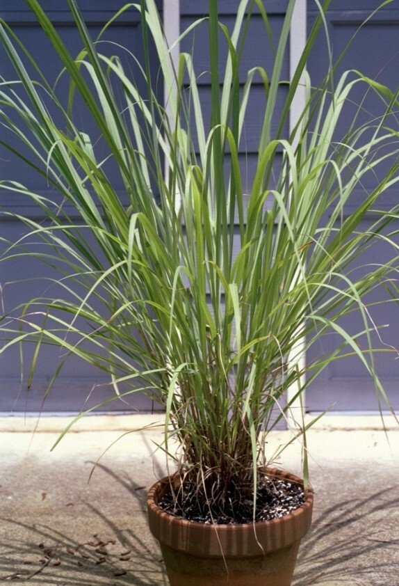 100+ Lemongrass Seeds, Heirloom & NON-GMO, Always Fresh Seeds for Your Garden