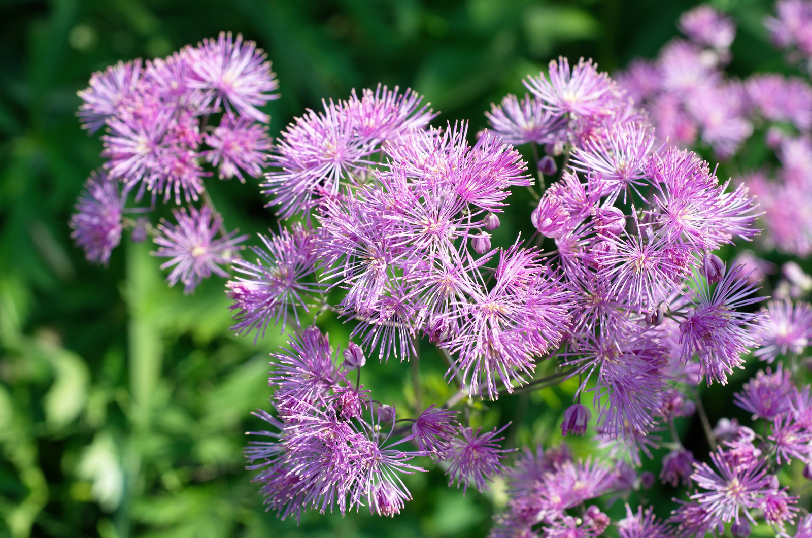 5 COLUMBINE MEADOW RUE Thalictrum Aquilegifolium Purple Pink Flower Seeds